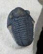 Quality Gerastos Trilobite Fossil - Foum Zguid #14030-3